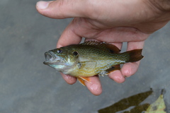 Lepomis cyanellus