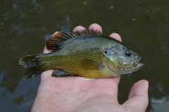Lepomis cyanellus