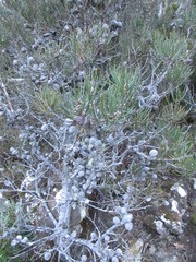 Hakea lissosperma