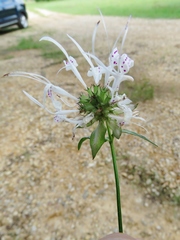 Monarda russeliana