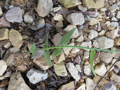 Monarda russeliana