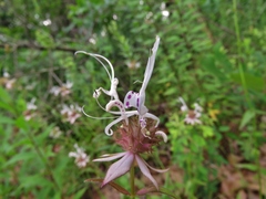 Monarda russeliana
