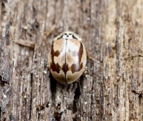 Painted Lady Beetle photographed in Nevada