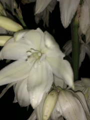 Tegeticula yuccasella