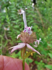 Monarda russeliana