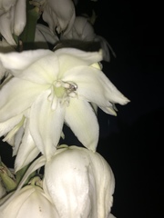 Tegeticula yuccasella