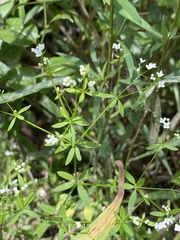 Galium obtusum