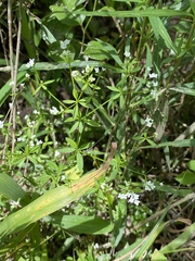 Galium obtusum