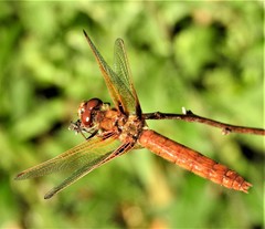 Sympetrum illotum