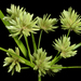Tall Flatsedge - Photo (c) Kevin Thiele, some rights reserved (CC BY)
