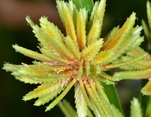 Cyperus eragrostis