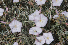 Convolvulus oleifolius