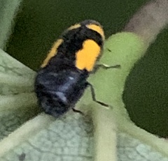 Ptosima gibbicollis