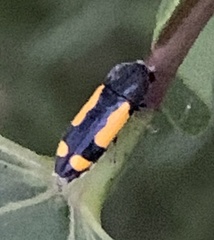 Ptosima gibbicollis