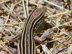 Aspidoscelis uniparens