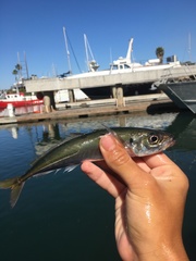 Trachurus symmetricus
