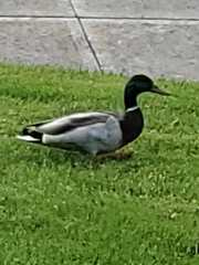 Anas platyrhynchos