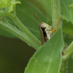 Paroxya atlantica