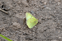 Colias philodice eriphyle