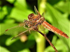 Sympetrum illotum