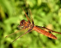 Sympetrum illotum