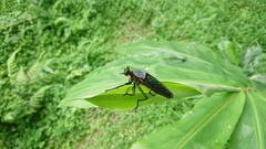 Microstylum oberthurii