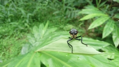 Microstylum oberthurii