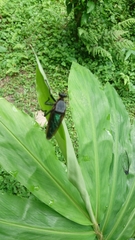 Microstylum oberthurii