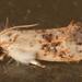 Frilly Grass Tubeworm Moth - Photo (c) mikehanson11, some rights reserved (CC BY-NC), uploaded by mikehanson11