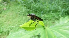 Microstylum oberthurii