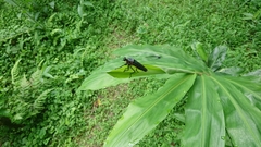 Microstylum oberthurii