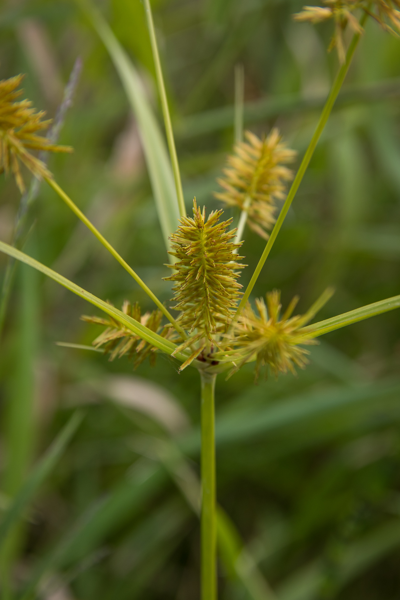 Cyperus strigosus
