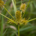 Straw-colored Flatsedge - Photo (c) Brett Whaley, some rights reserved (CC BY-NC)