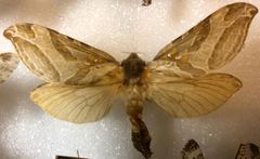 Sthenopis argenteomaculatus