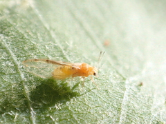 Bactericera minuta