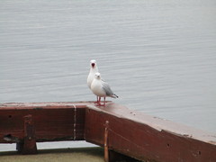 Chroicocephalus novaehollandiae