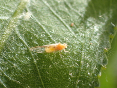 Bactericera minuta