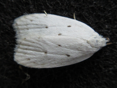 Scythropiodes approximans