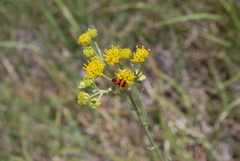Trichodes bibalteatus
