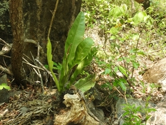 Anthurium schlechtendalii