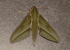 Xylophanes alexandrei