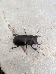 Lucanus mazama