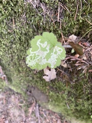 Phytomyza tiarellae