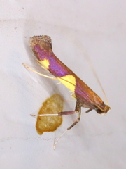 Caloptilia bimaculatella