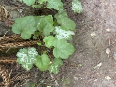 Phytomyza tiarellae