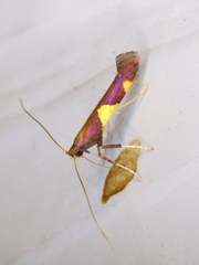 Caloptilia bimaculatella