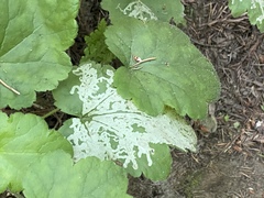 Phytomyza tiarellae