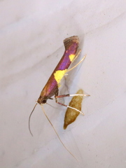 Caloptilia bimaculatella