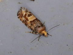 Eucopina tocullionana