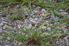 Atalopedes campestris